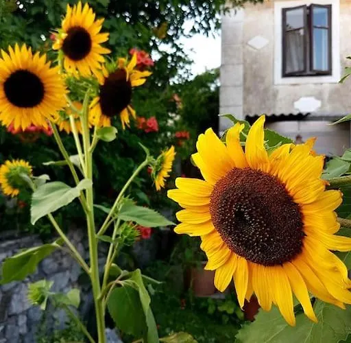 Apartmán Zelena Oaza Skrljevo