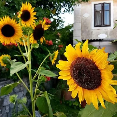 Apartmán Zelena Oaza Skrljevo